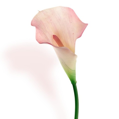CALLA LILY SPRAY PINK